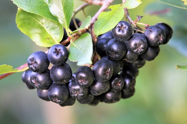 What Are Aronia Berries