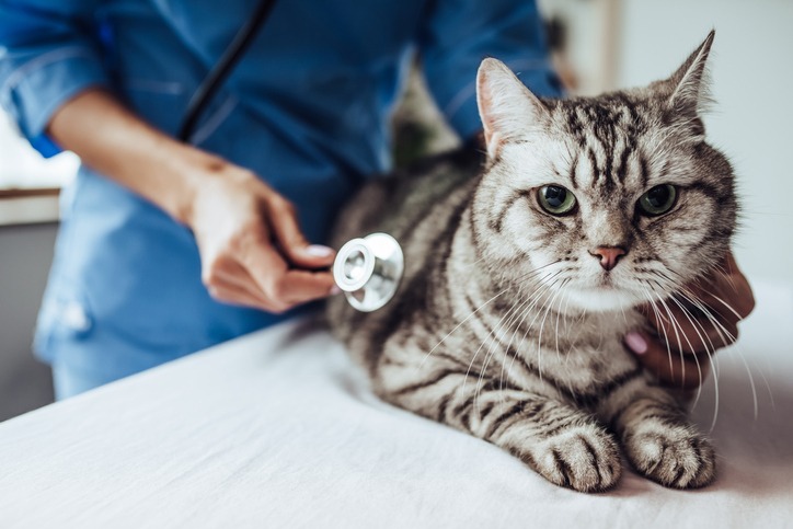  A photo of a cat being examined