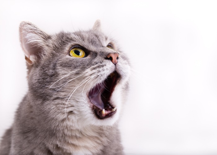 A photo of a cat with its mouth wide open