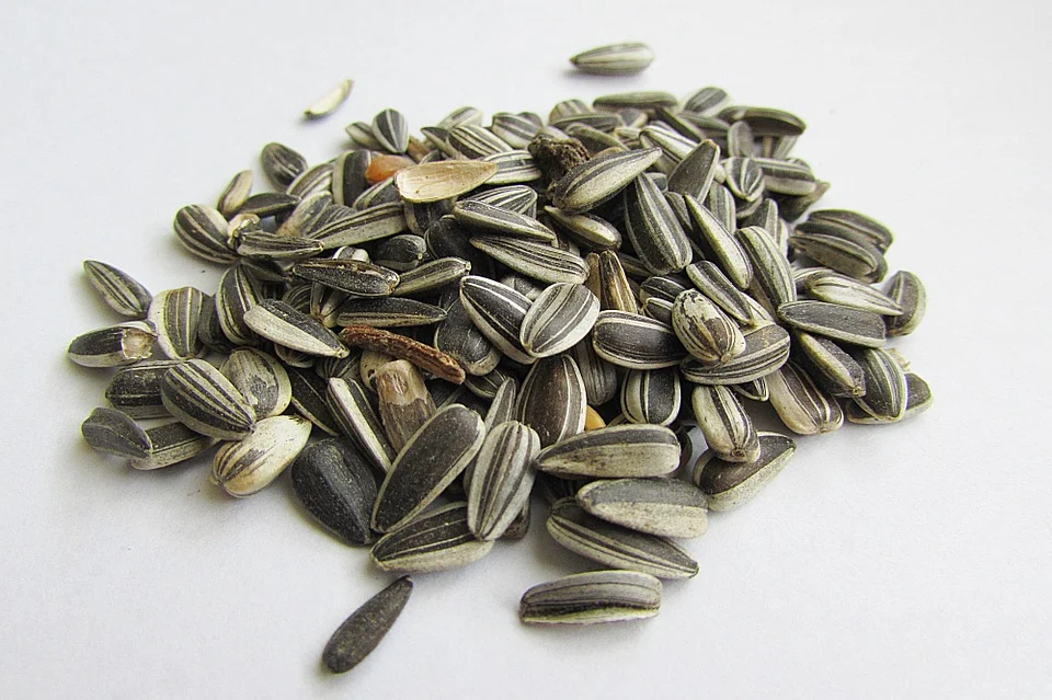 sunflower seeds as a snack