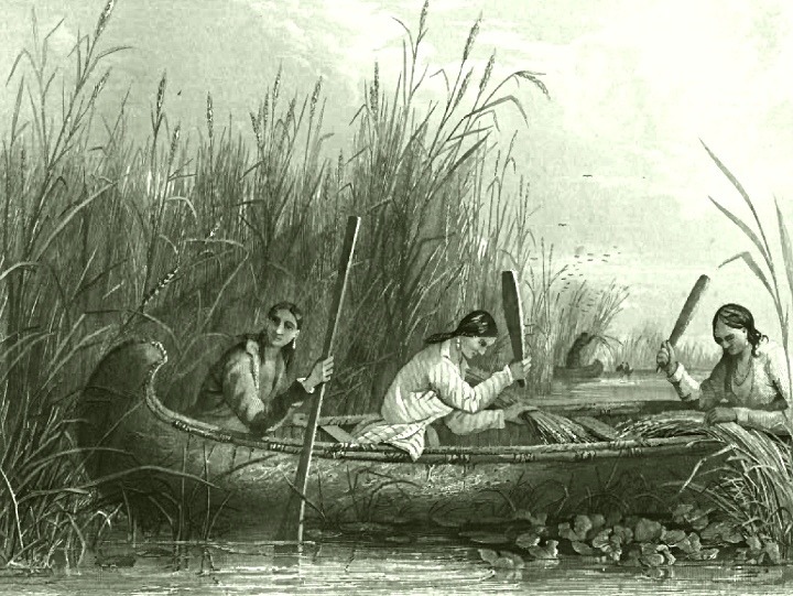 A-19th-century-illustration-of-Native-Americans-harvesting-wild-rice