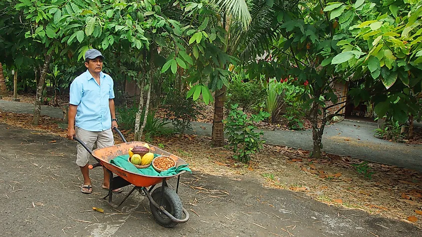 A-farmer-carrying-cocoa-fruits-in-a-wheelbarrow-in-Ayampe-Ecuador