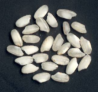 Arborio-rice-grains