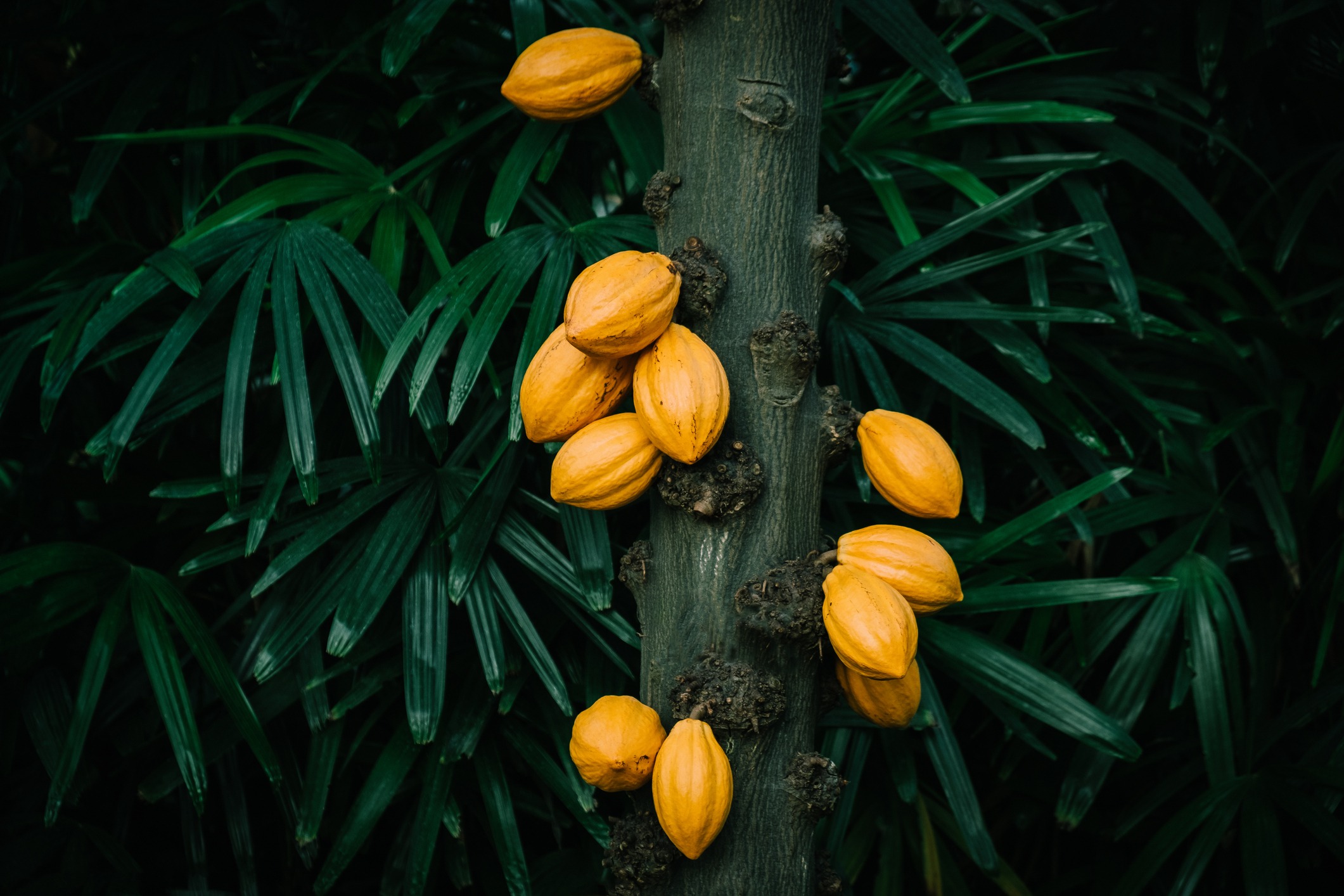 Cacao-tree-in-the-tropical-greenhouse