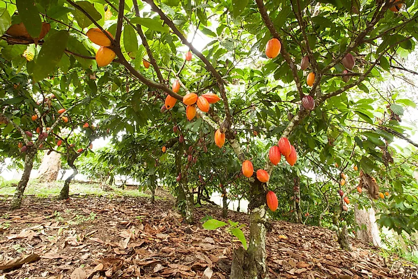 Cacao-tree-with-fruits-planted-on-farm-Itacare-Bahia-Brazil