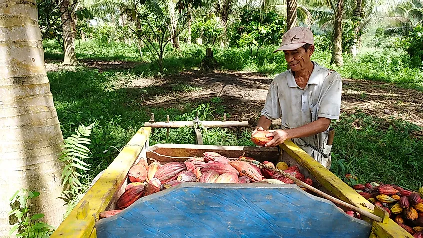 Farmers-in-the-remote-areas-of-Gorontalo-Indonesia-are-haresting-cocoa
