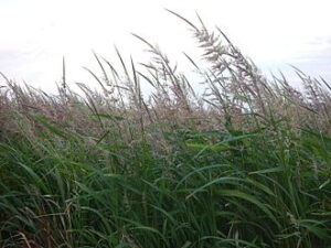 Learn more about Wild Rice