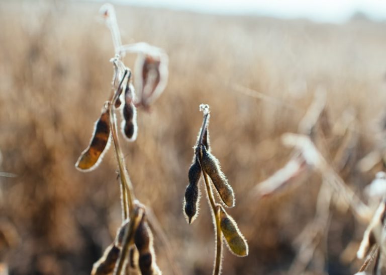 What is Soybean oil And What Are Its Benefits